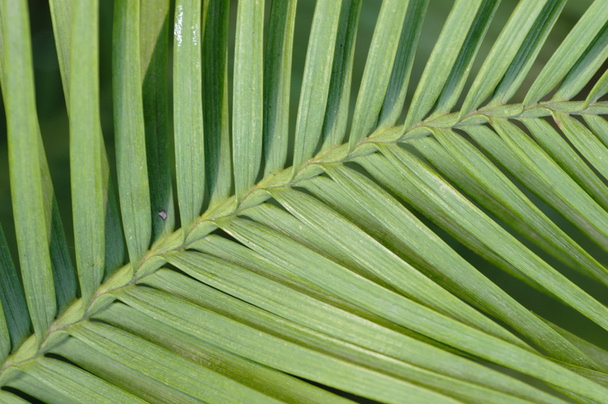Wollemi pine tree leaf detail, Wollemia nobilis, from Australia - Photo, Image