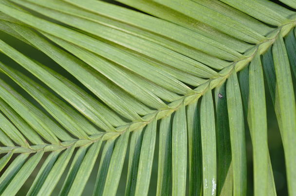 Wollemi pine leaf detail, Wollemia nobilis, from Australia
 - Foto, imagen