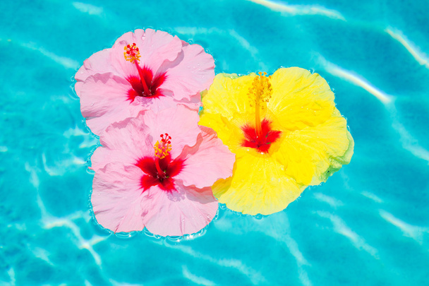 Flor colorida flotando en la piscina
 - Foto, imagen