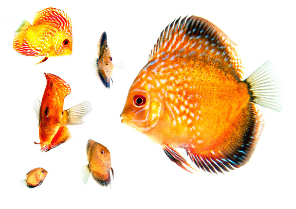 Grupo de peces de oro en diferentes ángulos
 - Foto, Imagen