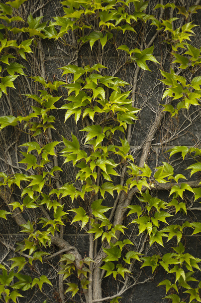 春の緑が付いている壁を這う観賞用のつる植物の葉します。 - 写真・画像