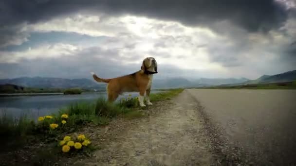 Beagle dog smells wind - Footage, Video