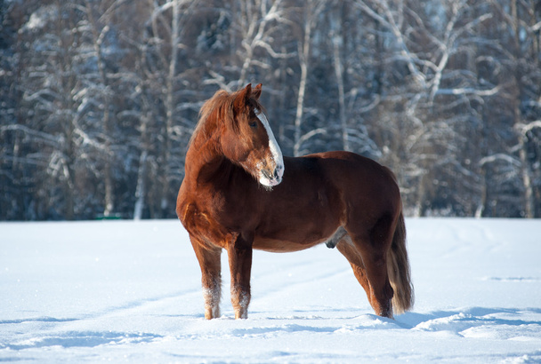 Horse in winter - Photo, Image