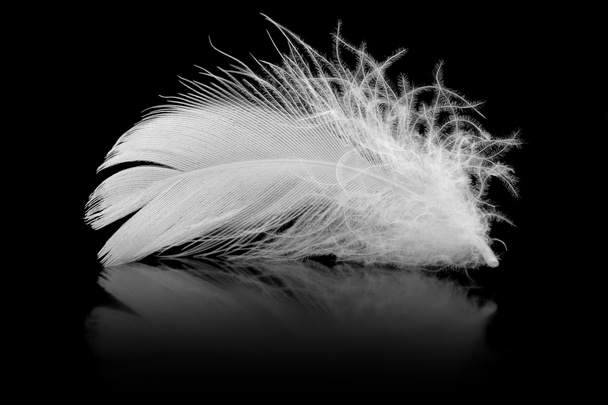 Feather - Фото, зображення