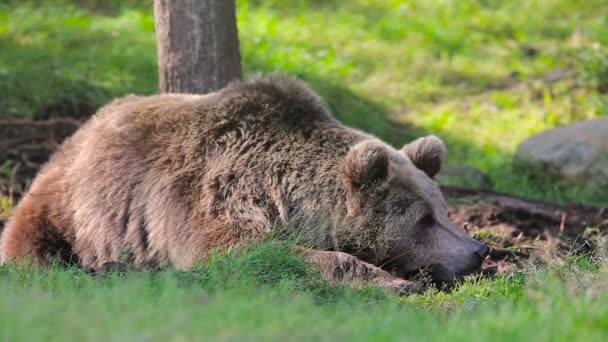 Grande urso marrom descansa na floresta
 - Filmagem, Vídeo