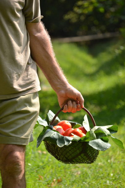 Farmer hands collecting cutting tomato - Foto, imagen