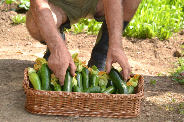 Farmer collecting zucchini - Foto, afbeelding