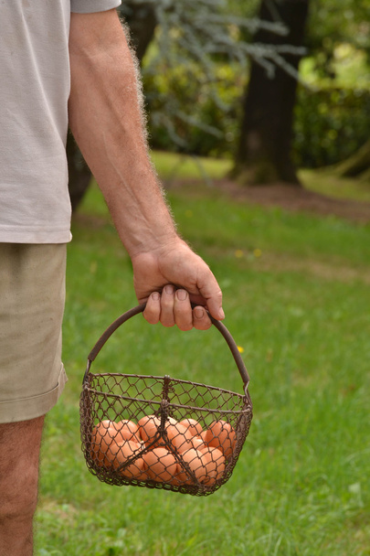 Farmer arm holding egg basket. - Foto, afbeelding
