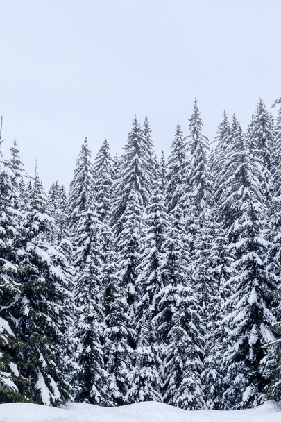 Winter landscape near Vogel ski center - Φωτογραφία, εικόνα