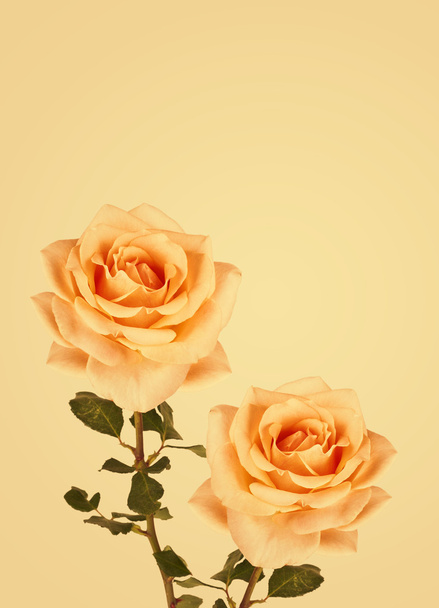 Вінтажний фон з квітами троянд. Ретро фон
 - Фото, зображення