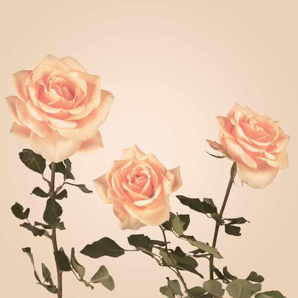 Vintage background with roses flowers. Retro backdrop - Photo, Image