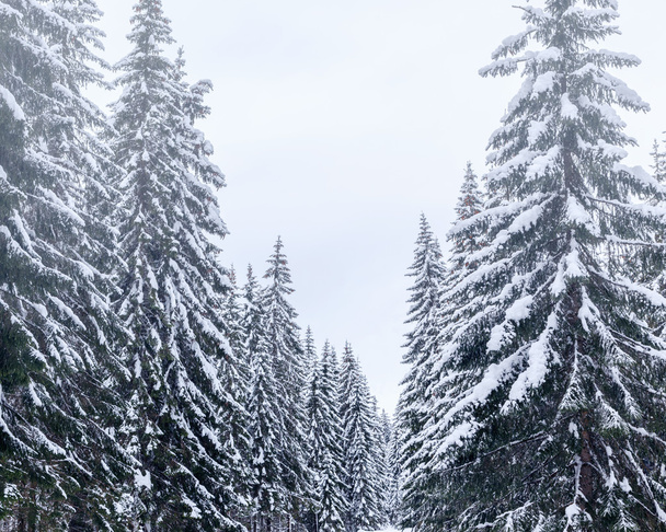 Winter landscape near Vogel ski center - Photo, Image