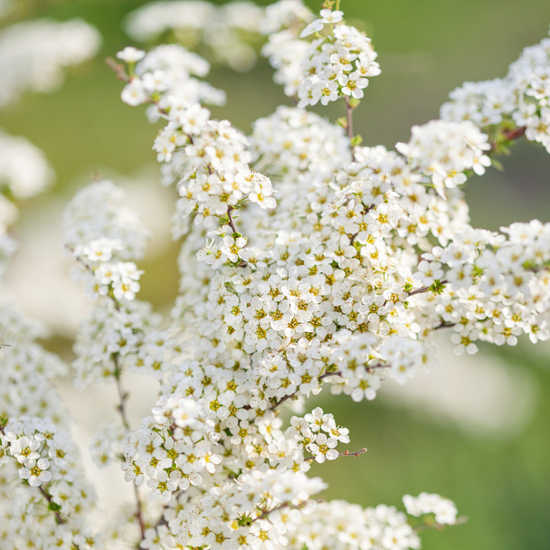 Λευκό λουλούδι Spirea. Ανοιξιάτικο τοπίο. Κινηματογράφηση σε πρώτο πλάνο - Φωτογραφία, εικόνα