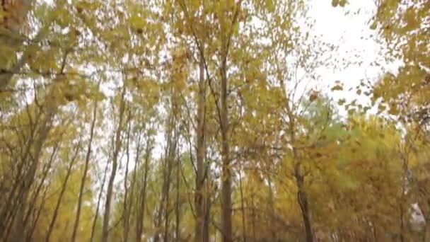 Nel bosco - Filmati, video
