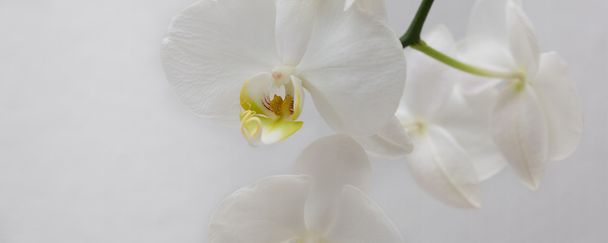 квітка білої орхідеї розквітає на білому тлі
 - Фото, зображення