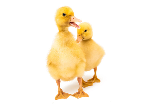 küçük sarı ördek yavrusu - Fotoğraf, Görsel