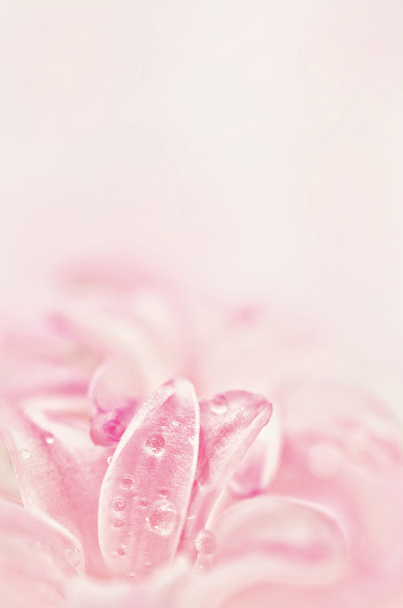 Flor rosa
 - Foto, Imagem