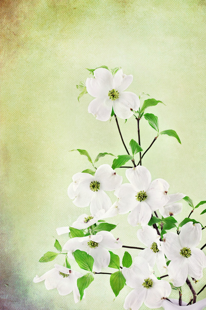 Dogwood Blossoms - Photo, image