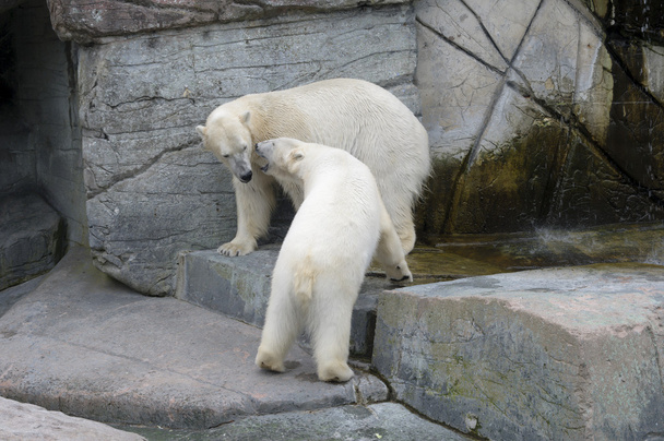 Polar bears on fighting and defending behaviours - Фото, изображение
