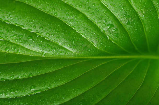 Fresh green leaf - Foto, afbeelding