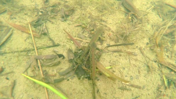 underwater life of the Carpathian and Alpine newts and other aquatic creatures. only in the mating season, they crawl out of their secret refuge in underground burrows - Footage, Video