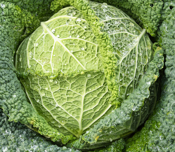 Fresh farm savoy cabbage - Photo, image