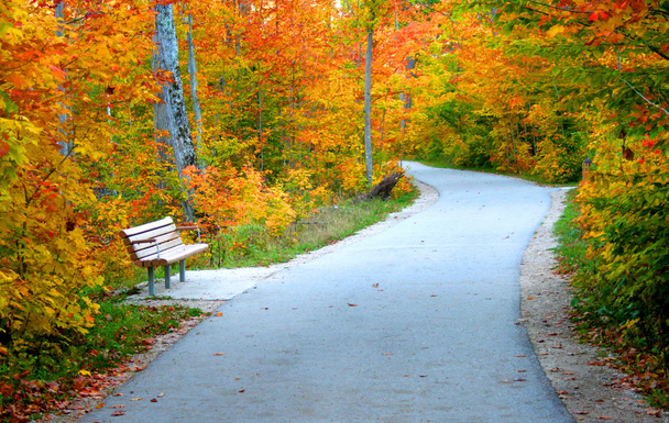 秋の木々 通路 - 写真・画像