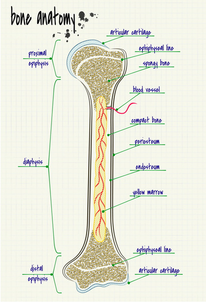 anatomy human bone - Vector, Image