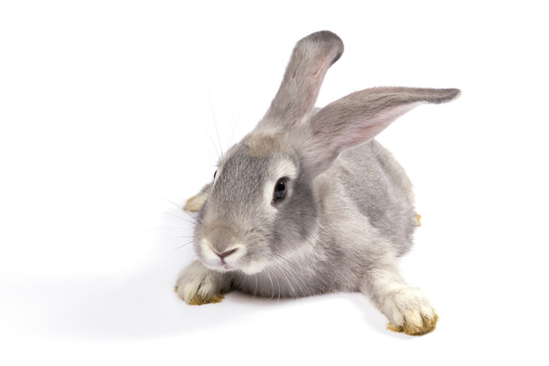 сірих кролика
 - Фото, зображення