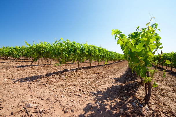 Vineyard in Spain - Φωτογραφία, εικόνα