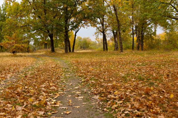 Autumn in park - Zdjęcie, obraz