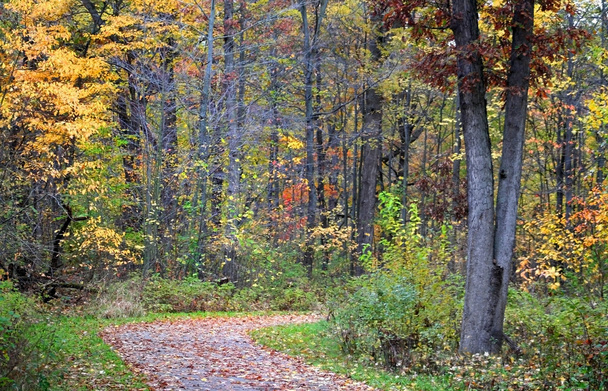 Camino de otoño Drive
 - Foto, Imagen
