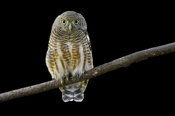 Asian Barred Owlet - Photo, Image