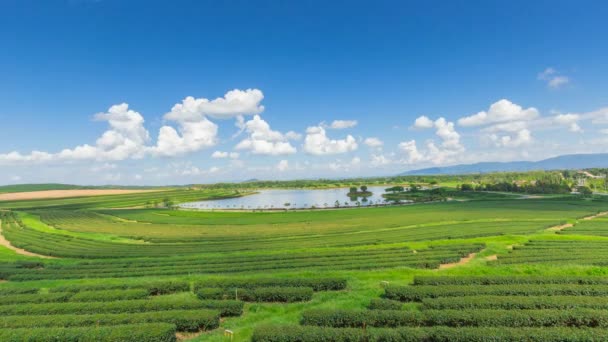 tea ültetvény Thaiföldön - Felvétel, videó