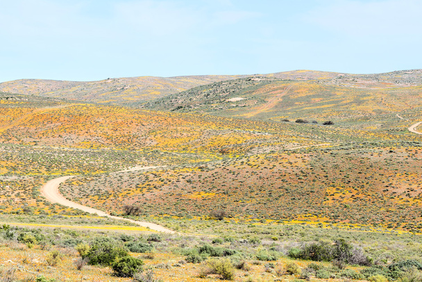 Orange and yellow flowers surround the Roof of Namaqualand trail - Photo, Image