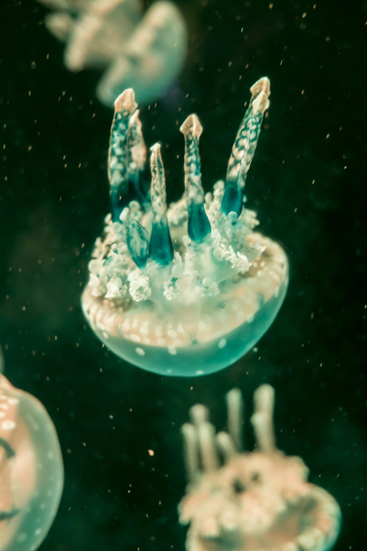 Medusas de luna Aurelia aurita en un acuario
. - Foto, imagen