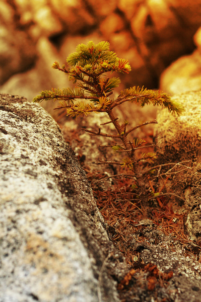 çam ağacı kaya - Fotoğraf, Görsel