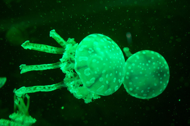 Moon jellyfish Aurelia aurita in an aquarium. - 写真・画像