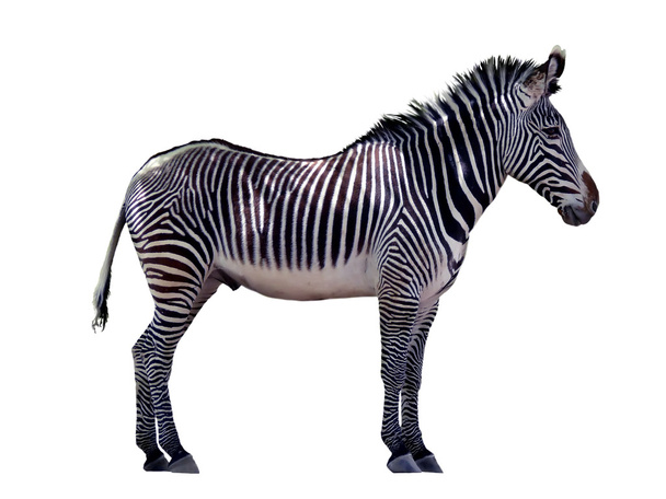 Zebra - Fotó, kép