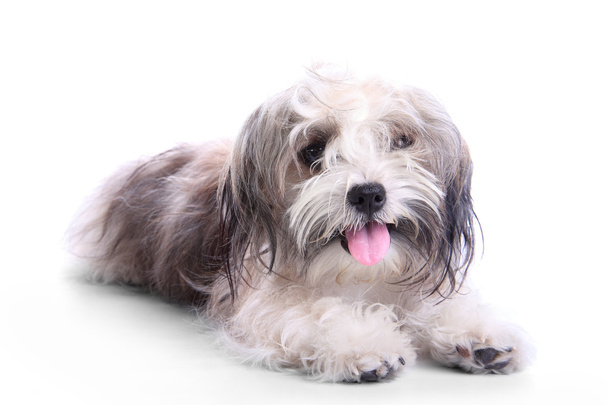 Kirli mutlu köpek yavrusu - Fotoğraf, Görsel
