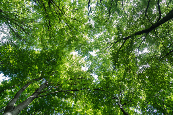 Canopée d'arbres vibrante dans une forêt
 - Photo, image