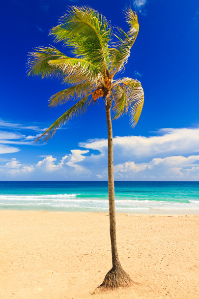 The beautiful beach of Varadero in Cuba - Foto, afbeelding
