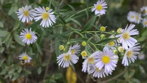 Overblijvende Aster bloemen - Video