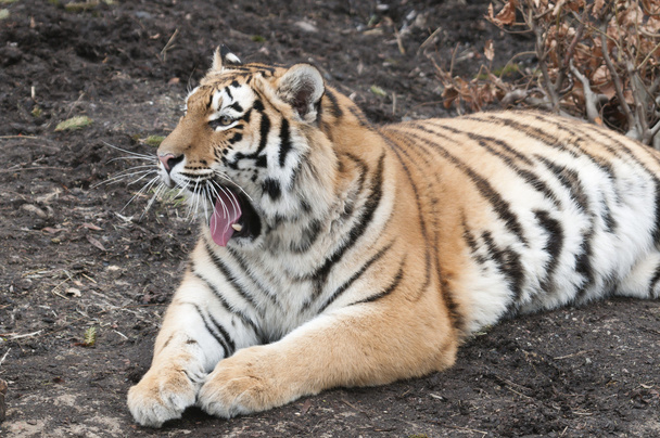 Тигр, пантера тигр, лежа и зевая
 - Фото, изображение