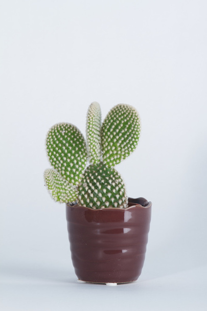 Cactus - Fotoğraf, Görsel