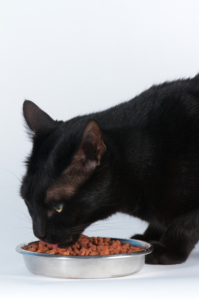 Cat and food - Фото, зображення
