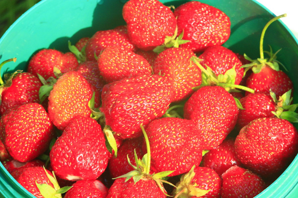 a pailful of ripe strawberry - Photo, Image