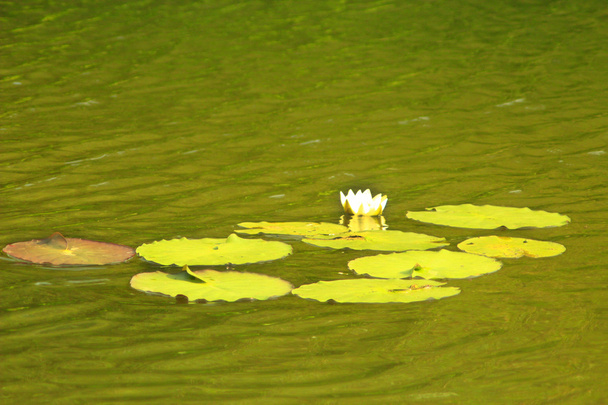 biały kwiat Grążel żółty - Zdjęcie, obraz