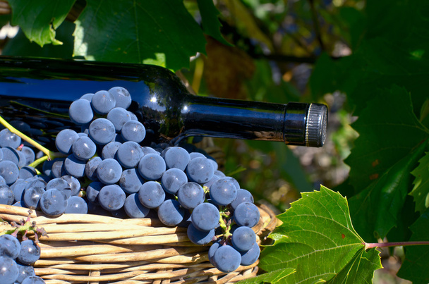Kosár szőlőt és egy üveg - Fotó, kép
