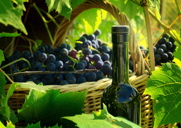 Kosár szőlőt és egy üveg - Fotó, kép